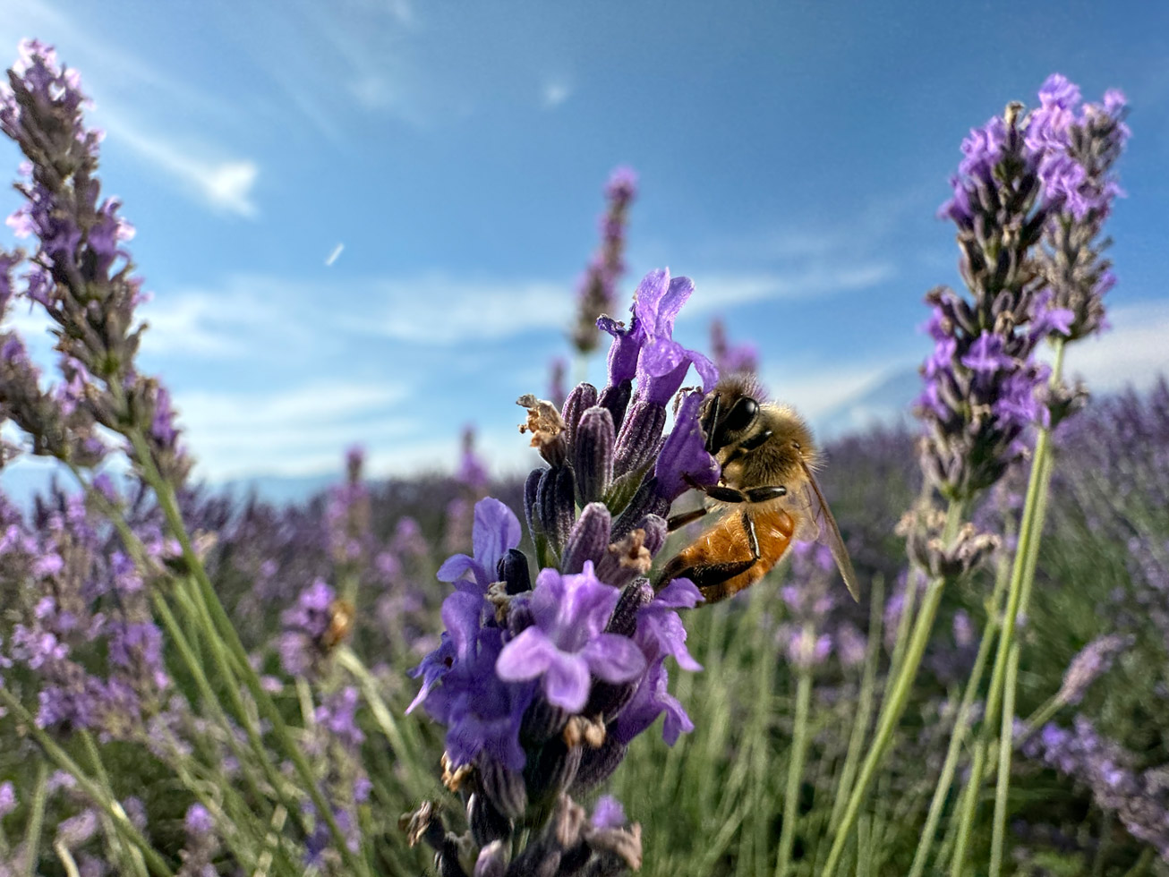 Ultra Geniş | Makro